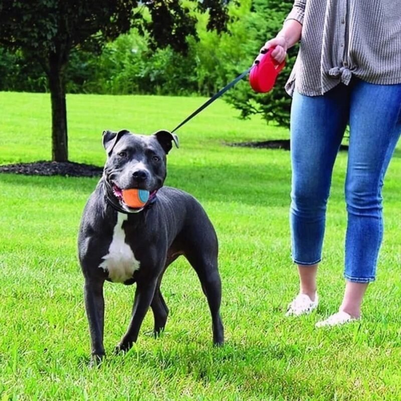 Dog Molar Training Ball